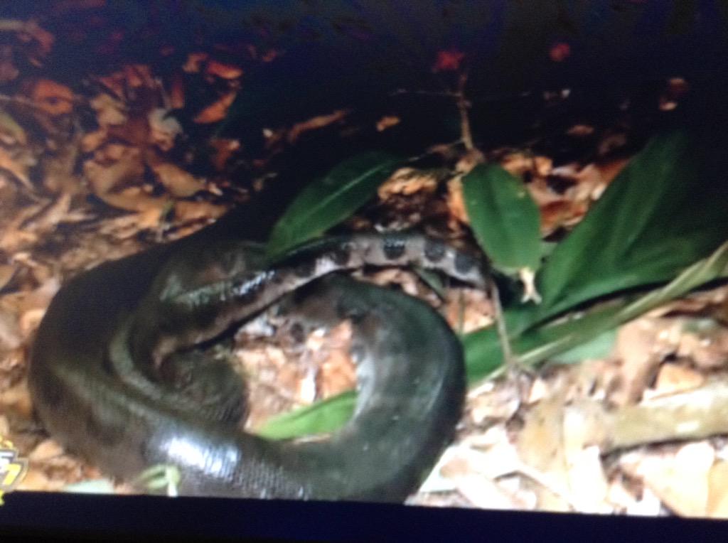 Alice_Fenandes2's tweet photo. #alerteanaconda http://t.co/47BSczyaEJ