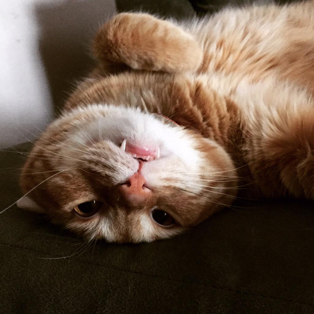 booSTL's tweet photo. @thekatvond this is baloo. He's kind of a doofus. 😜 http://t.co/yAZ1Sgo2Nw