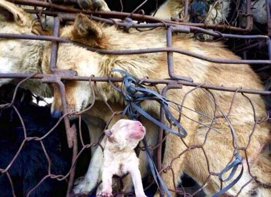 GoLLLion's tweet photo. .@DissentMag SIGN to #EndYulinFestival http://t.co/iqZoc1W904 http://t.co/I0BEsvdabC
http://t.co/y8vu88NwEq