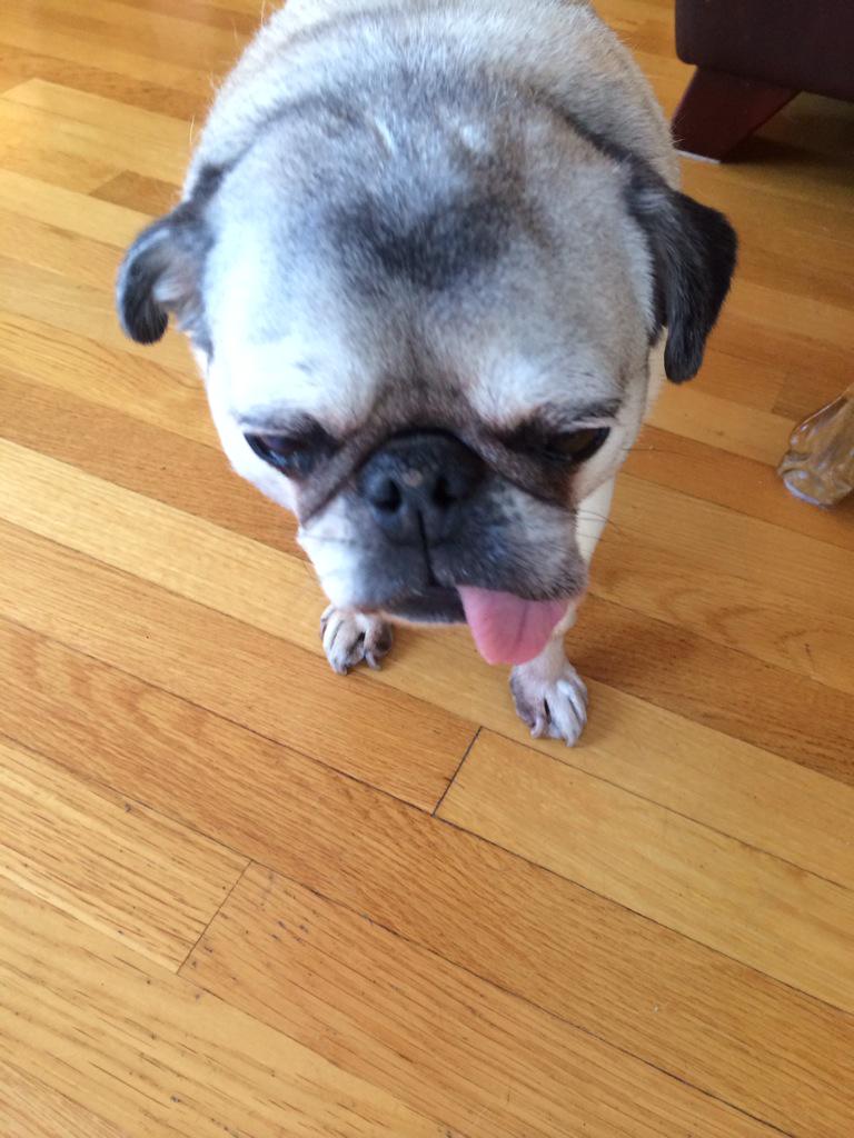 pete2_4's tweet photo. The 'im 15 years old an dying' face 😞🐶 http://t.co/bAaBjRaIKw