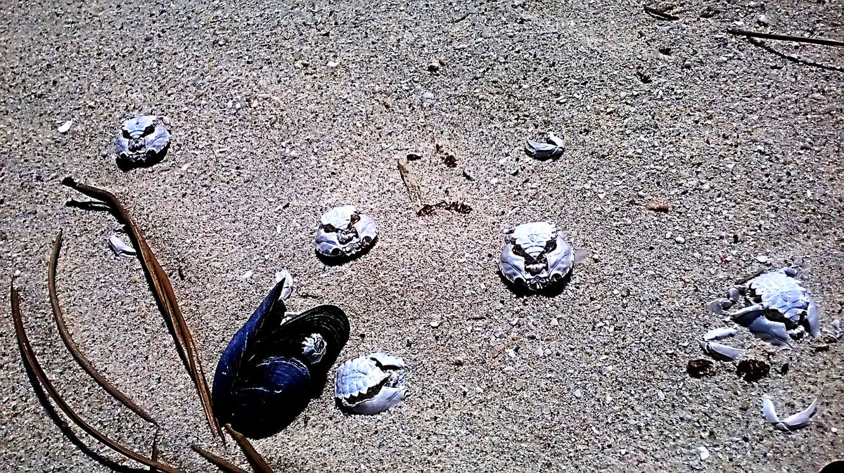 Tiachuspi's tweet photo. #CALAVERAS #ESQUELETOS #CRUSTACEOUS 
@marialois16 
En la de los franceses de Sanvi-cente http://t.co/KjVc77FDCz