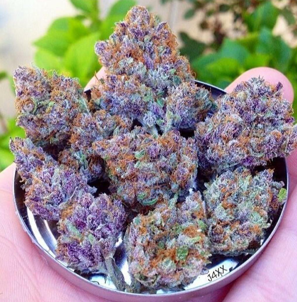 WEEEDP0RN's tweet photo. Rt if you agree this is WEED PORN. http://t.co/fmZnqbkPr2