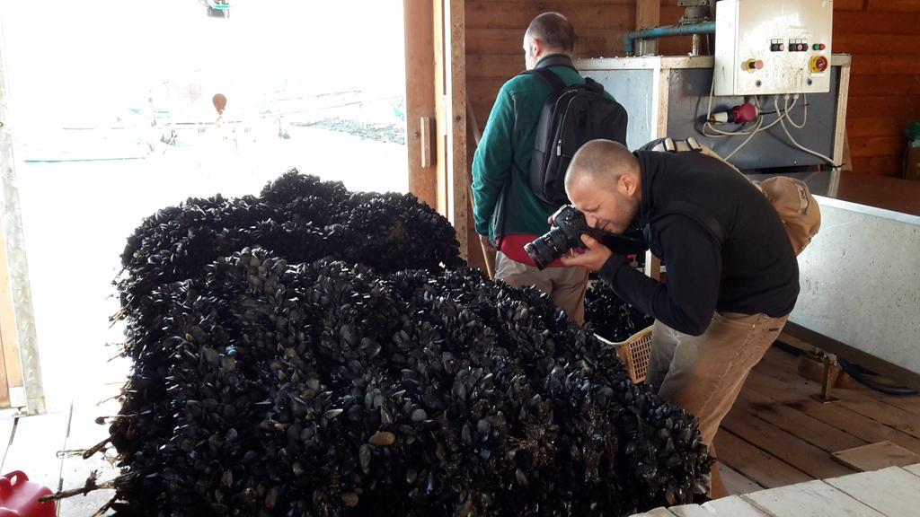 A tu per tu con una montagna di cozze a # Scardovari . E stasera le cucininiamo sul #camper