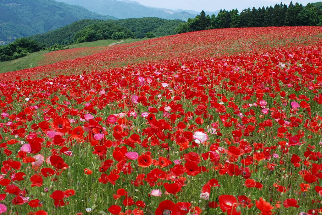 ひなげしの花 Twitter Search Twitter