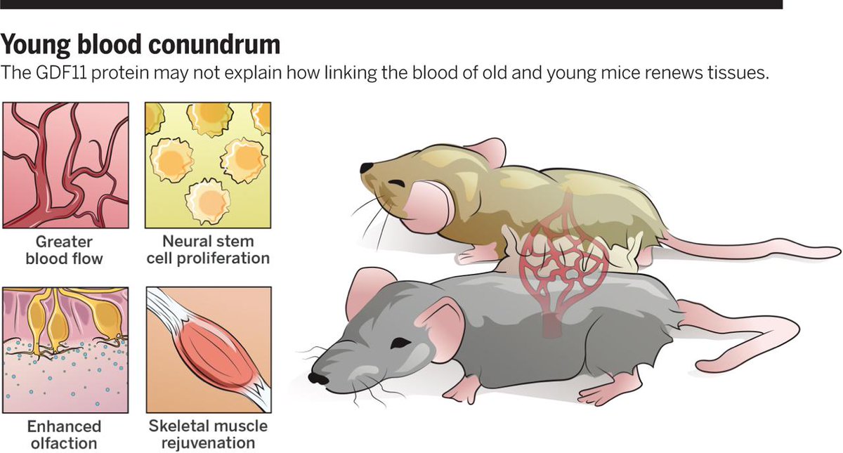 ScienceMagazine's tweet photo. ‘Young blood’ rejuvenating protein may not be all it’s cracked up to be 
http://t.co/KnrJk1FW0z http://t.co/5ursPZKkFj