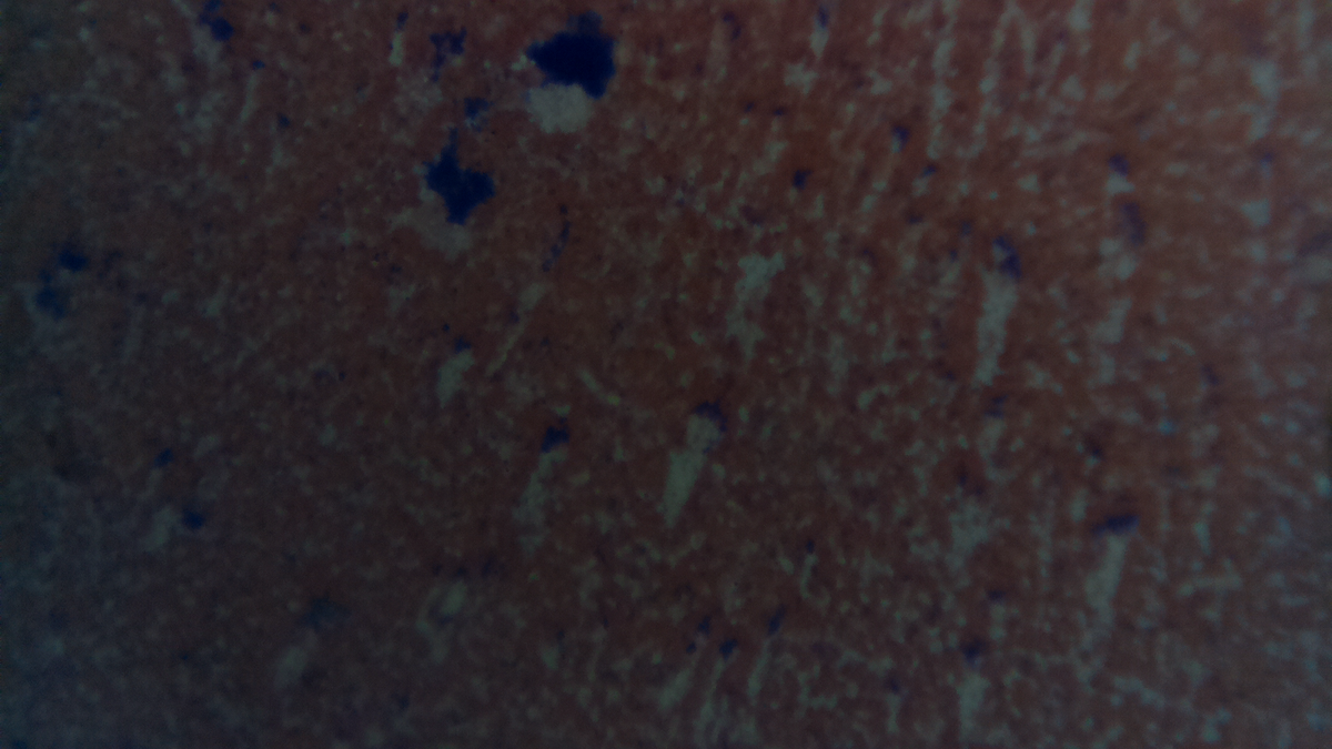 <a href="/Diymicroscope/">Diy microscope</a>