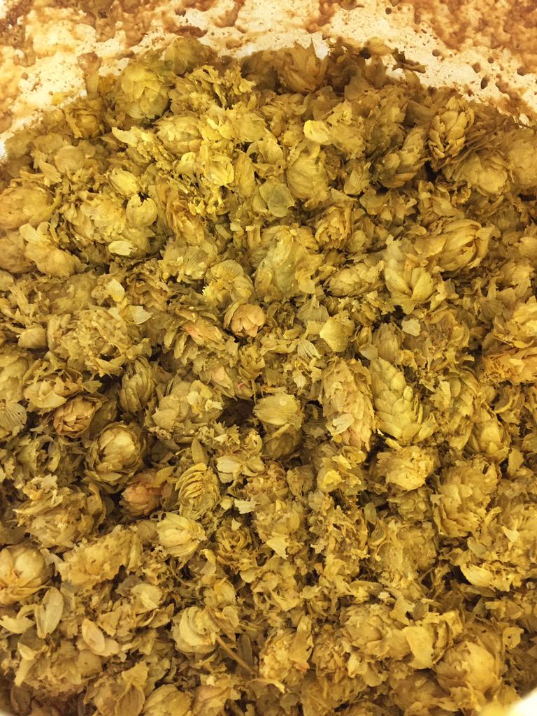 Dry Hopping. Plenty of hops!! #Mosaic #Hops #Homebrew #IPA