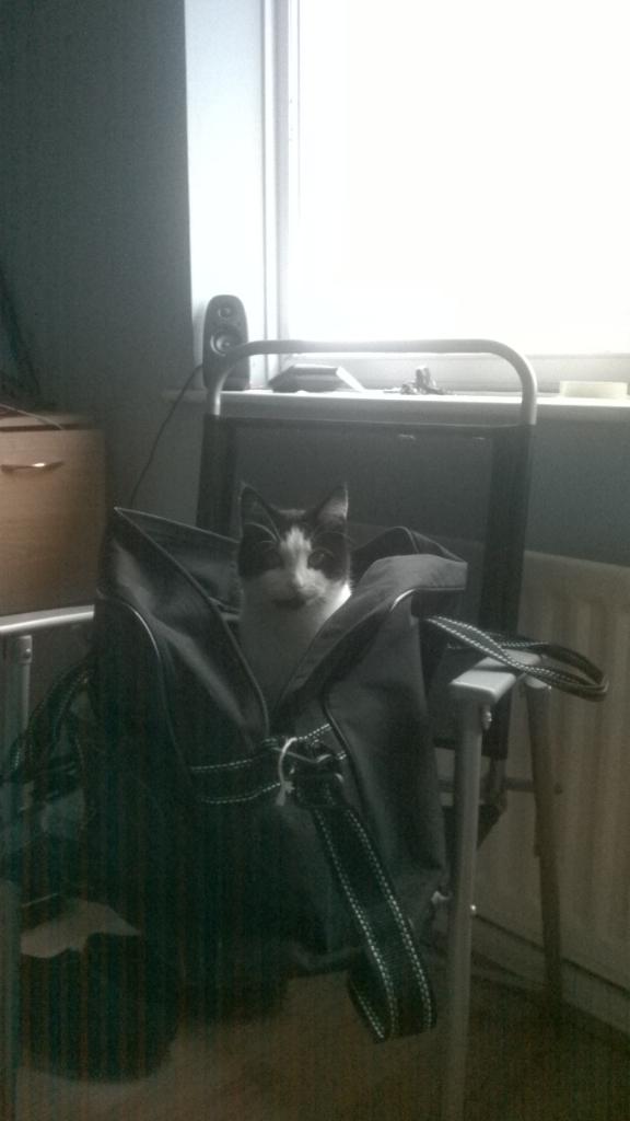 tyne_amy's tweet photo. My boyfriends kitten being super cute.....mwahhh xxx http://t.co/rzpkIvsGNw