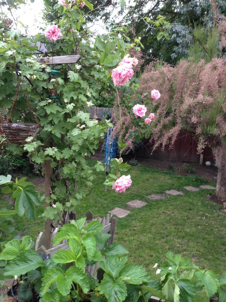 GoodKarmaSteve's tweet image. First Roses of 2015 have bloomed in the garden, Mum was always excited to see the garden this time of year #missyamum