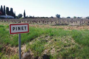 Picpoul de Pinet tweet media