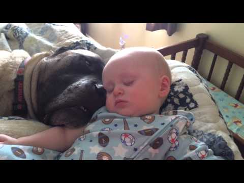 Dog And Baby Take A Snooze | Moodboost Monday vid.staged.com/NY0p #awesome #style