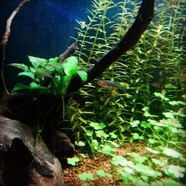 Akvaristan's tweet photo. #akvaristan #aquarium #akvaryum #aquarien #danio #erythromicron #microrasbora #aquascape #tank #nanotank #plantedt… http://t.co/52RFNzdtTq