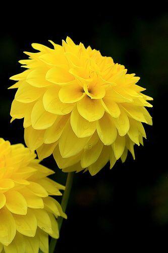 closetdemarimar's tweet photo. #LunesDe #Amarillo un color que no todo mundo sabe llevar .... Sólo las más bellas, bueno y las flores y etc et. http://t.co/ImmGDOURC2