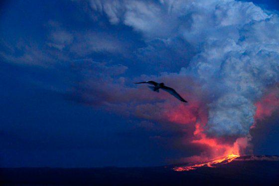 Galápagos: eruzione vulcano Wolf dopo 33 anni iguane rosa e tartarughe giganti in salvo