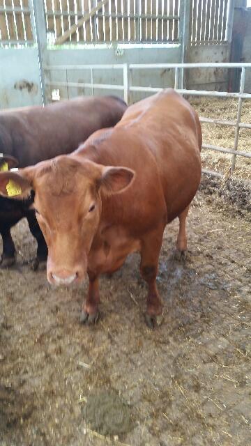 robdvet's tweet photo. Our first ever beef being processed tomorrow - looking forward to getting results back #stabaliser #eatbritishbeef http://t.co/NqZrnuH75X
