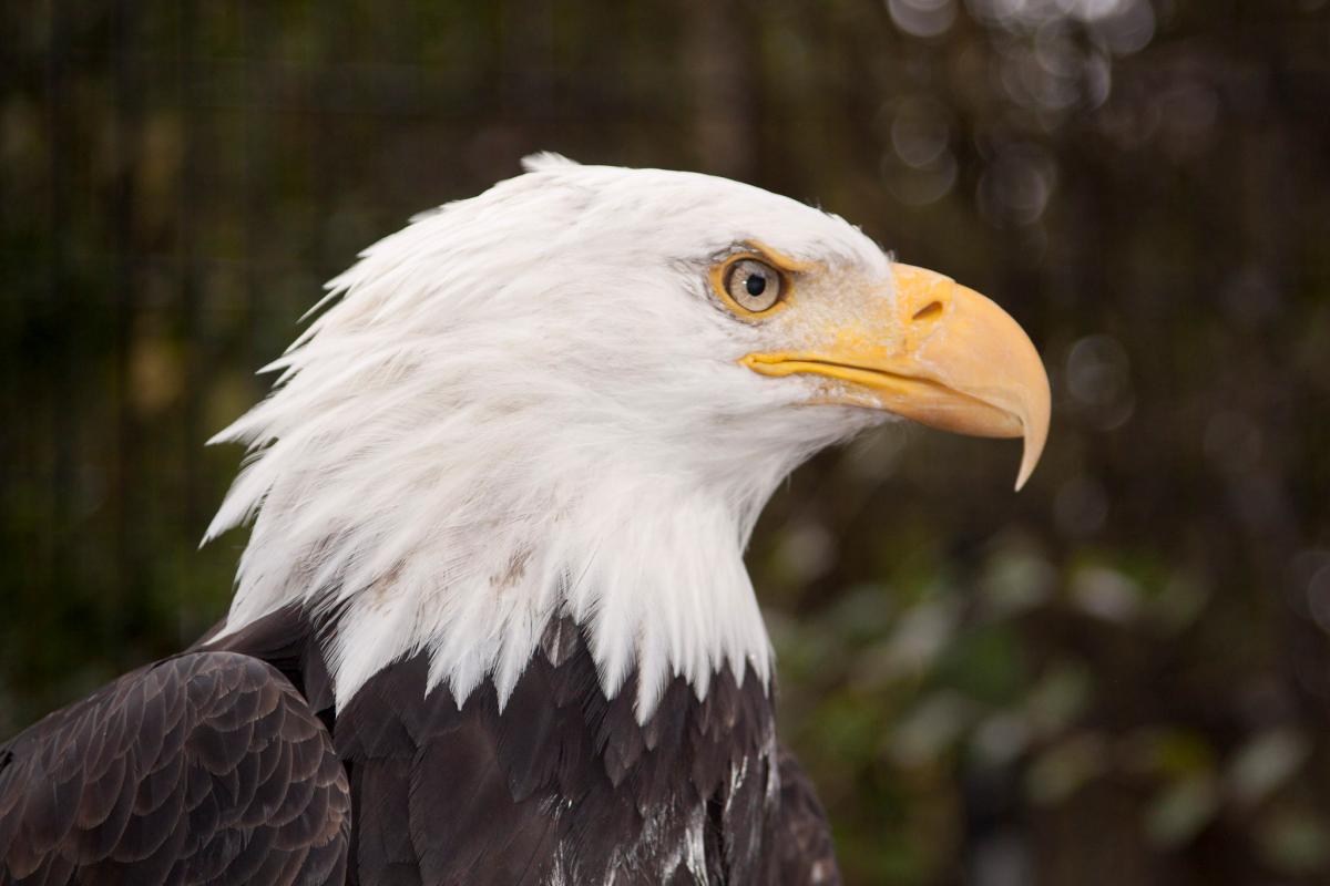 Know's tweet photo. Bald Eagles are so named because "balde" is an Old English word meaning "white." http://t.co/0uAqleFW0q