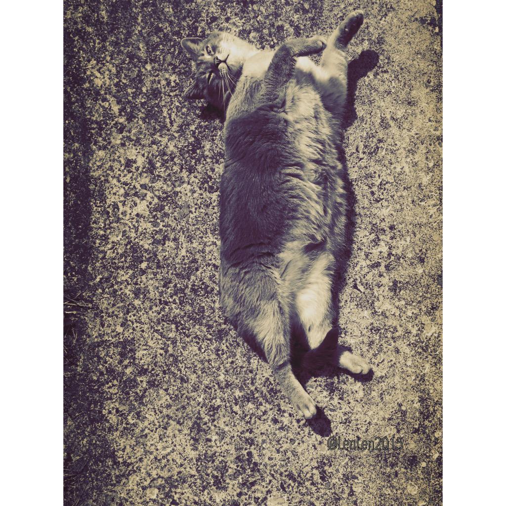 LenLen2015's tweet photo. #camoMode #Lenny #CatsOfTwitter #cantseeme #hidinginplainsight #catlife http://t.co/XTWAjc1hLA
