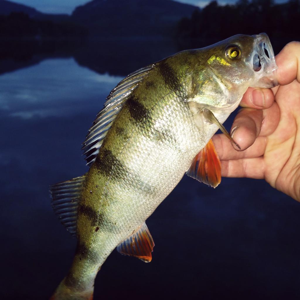 Am Abend völlig unerwartet der großen Liebe über den Weg gelaufen #Barsch #Perch #CatchAndRelease