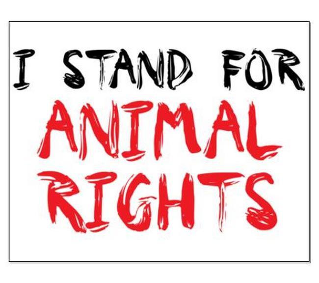 Protect_Wldlife's tweet photo. RT if you pledge to always stand for animal rights and help #KeepCrueltyHistory. http://t.co/nkaxA2eGZK