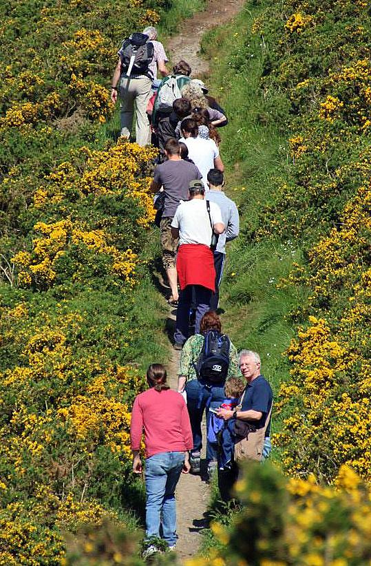 PenparcauForum's tweet image. #Penparcau Forum&apos;s #Wildflower walk 30+ people on Pen Dinas Fantastic day #cobwebfp7 @Peoples_health @biosfferdyfi