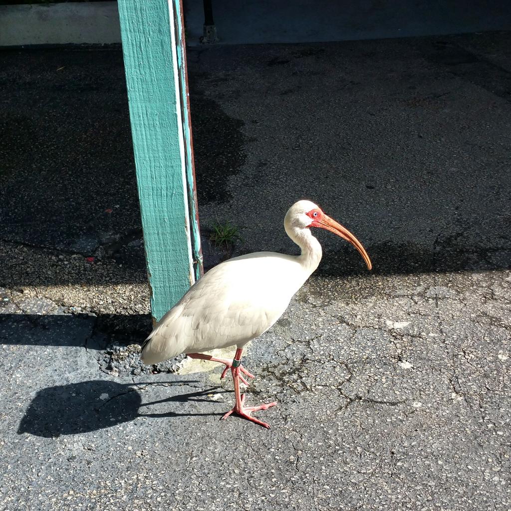 PCMPhones's tweet photo. I didn't see any flamingos in Flamingo Gardens in Davie but I did see this guy. What isit?  #fmneast #fortlauderdale http://t.co/ShDYwFajfI