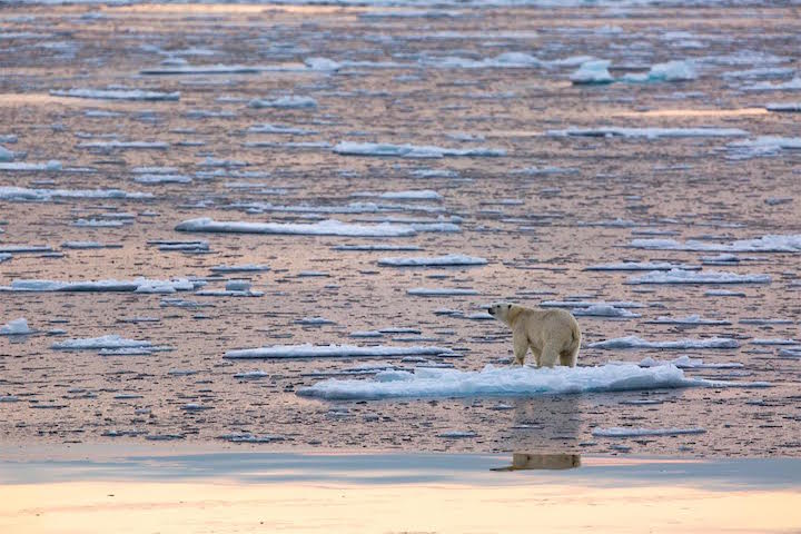kuzeyormanlari's tweet photo. .@NaomiAKlein: #KüreselIsınma'yı önleyemezsek yok olacağız
http://t.co/WsnsiT8zbQ
#İklimİçin #İklimAdaleti http://t.co/SICY8OOuuG