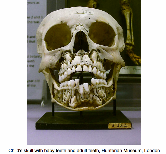 ScienceAllDay's tweet photo. Children's skulls are pretty unsettling. http://t.co/VfXkVuPEKE