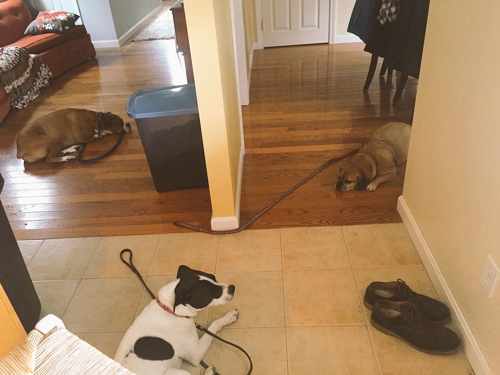 HappyPuggle's tweet photo. Sleepy puppy triangle #happypuggle #dogfriends http://t.co/vTUiRGY2Sf
