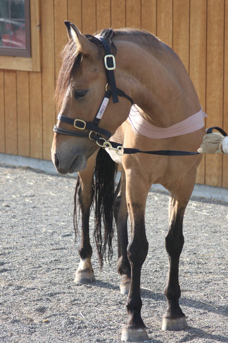 DolceHolistic's tweet photo. Have a horse in need of rehab or conditioning? We will get your horse back on track: http://t.co/nN68k7ppdG http://t.co/yDEuEyMwfT