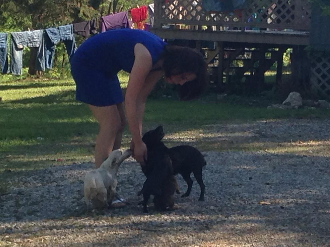 CoolHandDan26's tweet image. Well, sometimes you go to a house to knock on the door and @BritniNBC12 is attacked by puppies. #cuteexplosion