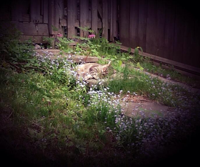 FictivePanoply's tweet photo. Yoda enjoying the flowers. #SpringKitties #AlmostWild http://t.co/VnuAfYmRPI