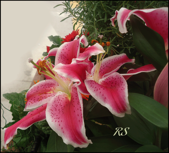 Ric_Steed's tweet photo. thing of beauty...stargazer lily #nanaimo glad summer is here #gottaluvnanaimo cheers ! http://t.co/ArhPlopVpD