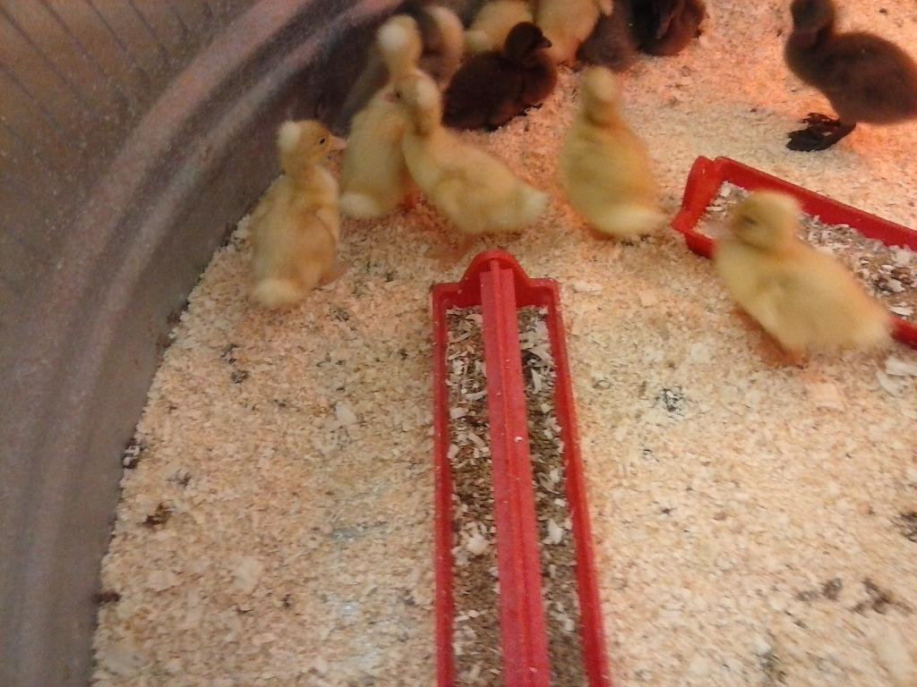 InsanelyMiranda's tweet photo. @ChocoTheChocobo I found your cousins http://t.co/wBRXWl99jP