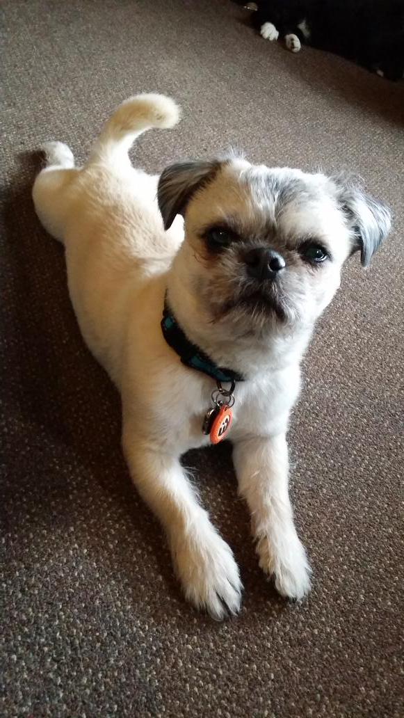 FelixthePugzu's tweet photo. Yo guys... I'm just sprawled out, chillin'. #mondays #madness #fuzzyface #thefuzzypug #curlytail #wagtag http://t.co/EoKDLrx3ic