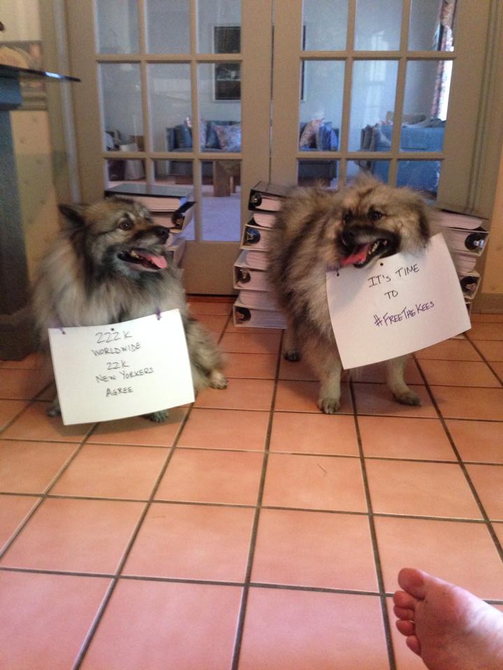 ksbaxter1's tweet photo. @luckydiamond Taking the petition to Albany next week, let's remind them we need to #Freethekees.tinyurl.com/lnopfty http://t.co/9SnnqeiUSa