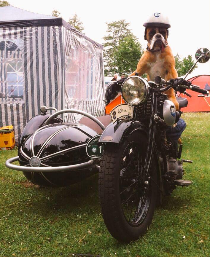 BoxerKennel's tweet photo. #HappyMemorialDay #BoxerBreed
🐾 http://t.co/zdtQU3eHtX 🐾
#BoxerDog #BOXER #BoxerLove #Boxers #Dogs #ILoveMyBoxer 
🐾 http://t.co/czRWwWEN4G