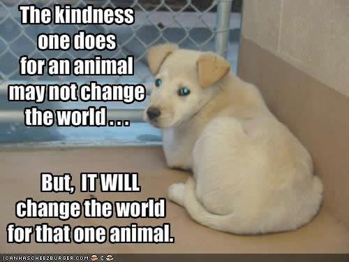 TJ_Kiwi's tweet photo. We have to be their voice #StopAnimalAbuse #GoOrangeForAnimals http://t.co/BIXOPY02Uy