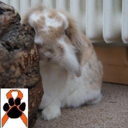 TJ_Kiwi's tweet photo. We have to be their voice #StopAnimalAbuse #GoOrangeForAnimals http://t.co/BIXOPY02Uy