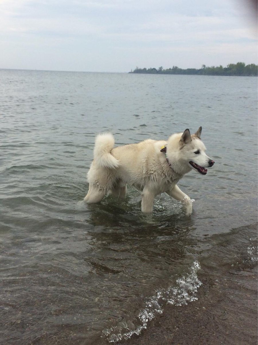 onedaymon's tweet photo. an amazing #onedaymonday ballroom dancing and hanging at the beach with Dief! What adventures did you have today? http://t.co/KqD7CUgLoU
