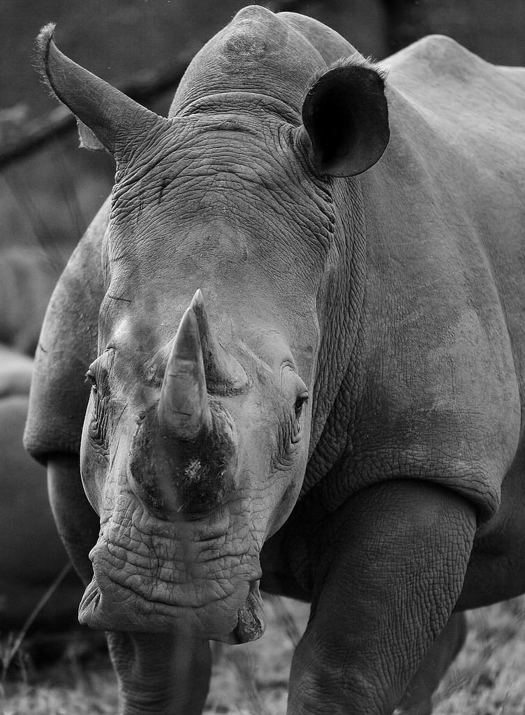 Animals NatGeo tweet media