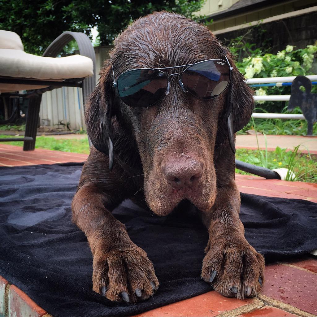 iwata77's tweet photo. Bitch stole my towel AND my sunglasses!π #nectarshades #thesweetlife #DoEpicShit https://t.co/MqA2AZDP1u http://t.co/PFsADHD1om