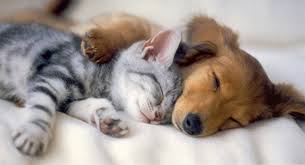 rickygervais's tweet photo. Have a peaceful night. http://t.co/rUISVnwPTE