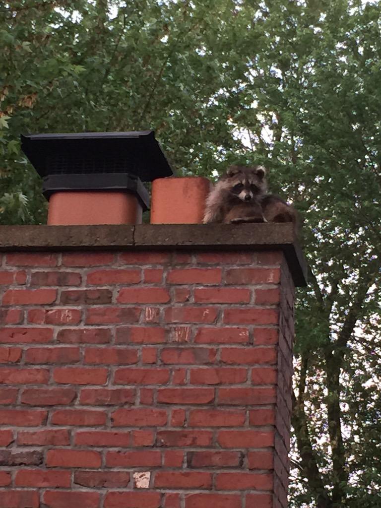 Bellings on Twitter "So there's a raccoon on my chimney http//t.co