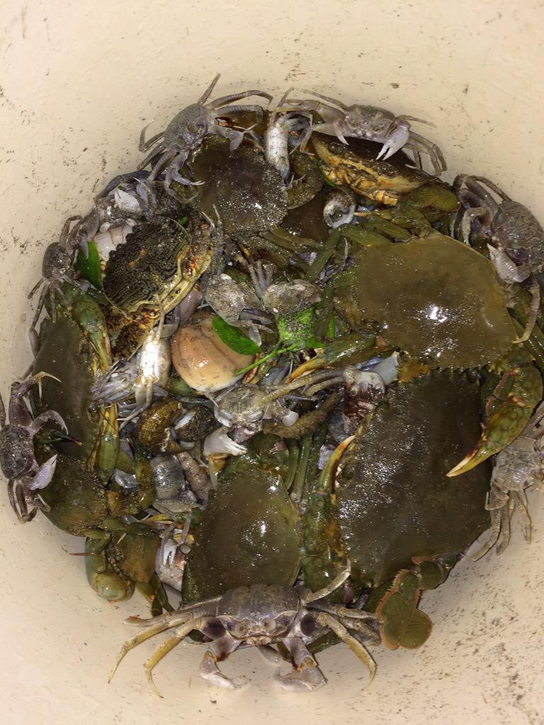 cwfstation's tweet photo. 昨晚出动，计划赶沙蟹，竟然意外收获了海马和很多石蟹、膏蟹 http://t.co/AxtN3Khod7
