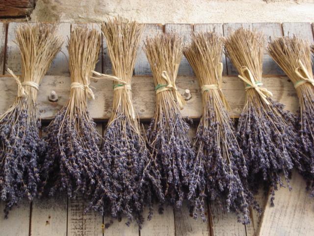 Aromatic_Health's tweet photo. Uses of lavender: pain, headaches, insomnia, burns, insect bites, wounds, stress & tension
#EOTherapy http://t.co/ygUOOVXNiE