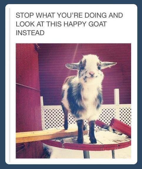 ThatSarcasmLmao's tweet photo. STOP WHAT YOU'RE DOING http://t.co/xnPtM6L3KA
