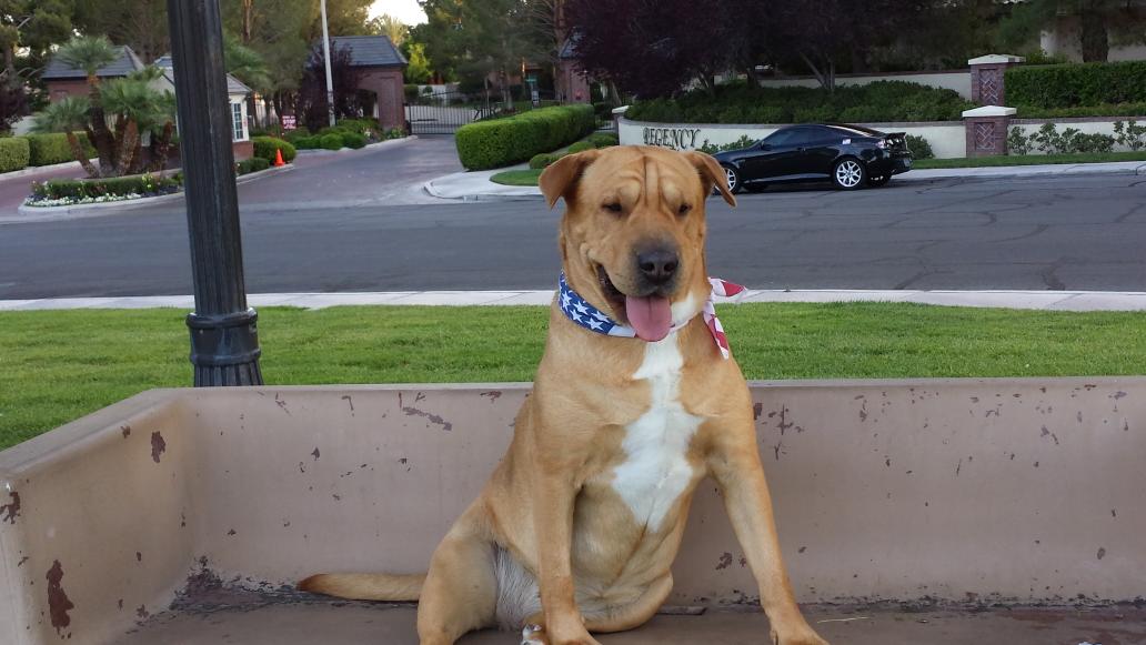 vegasrue's tweet photo. @ShibaInuMaya Guess what? I chased some people off the beach so Mom could get a pic just for you. #Mayamademedoit http://t.co/HUNiaHoczx