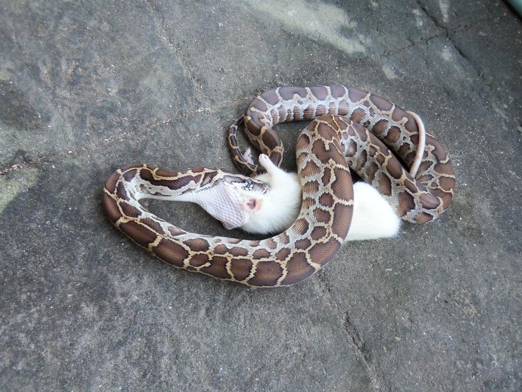 Ary_Mo3nk's tweet image. Nyam nyam... #PythonMolurus