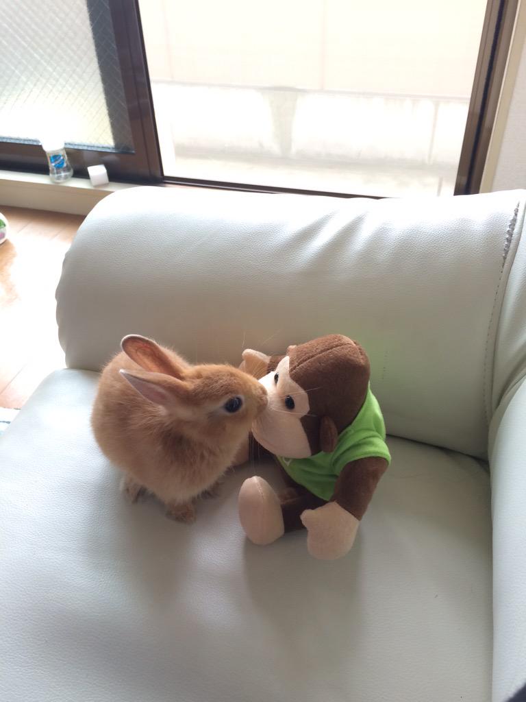 Qumuni's tweet photo. 顔洗い中、背後にゴリラの人形置いてみたらパンチくらった😭 http://t.co/tug4M6vAAD