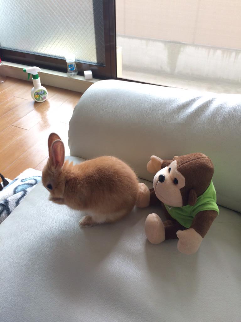 Qumuni's tweet photo. 顔洗い中、背後にゴリラの人形置いてみたらパンチくらった😭 http://t.co/tug4M6vAAD